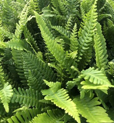 Blechnum 'Spicant' - Dubbelloofvaren