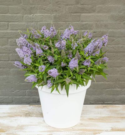 Buddleja davidii butterfly Candy ´Little Lila´ - Dwergvlinderstruik