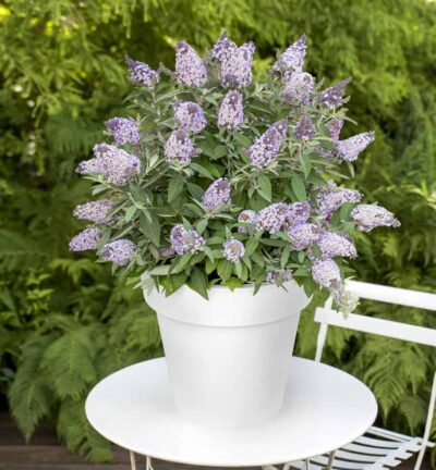 Buddleja davidii butterfly Candy ´Lila Sweetheart´ - Dwergvlinderstruik