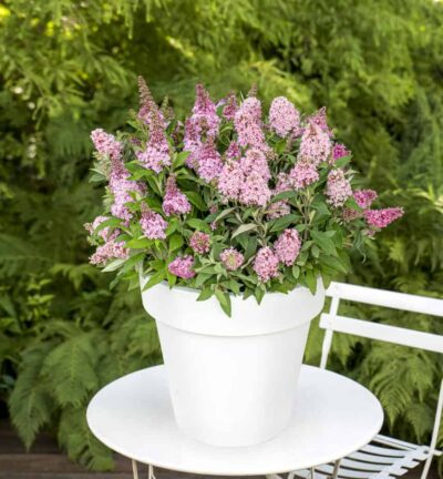 Buddleja davidii butterfly Candy ´Little Pink´ - Dwergvlinderstruik