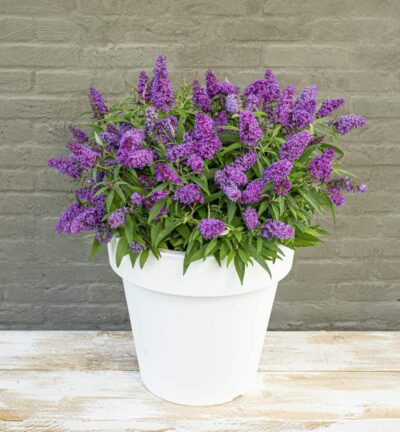 Buddleja davidii butterfly Candy ´Little Purple´ - Dwergvlinderstruik