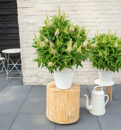 Buddleja davidii butterfly Candy ´Little White´ - Dwergvlinderstruik