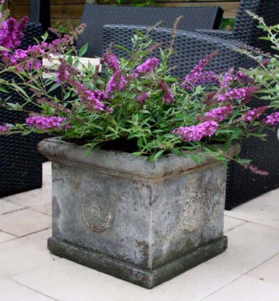 Buddleja davidii Free Petite 'Dark Pink' - Dwergvlinderstruik