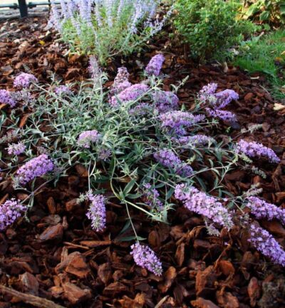 Buddleja davidii Free Petite 'Lavender Flow' - Dwergvlinderstruik