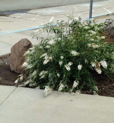 Buddleja davidii Free Petite 'Snow White' - Dwergvlinderstruik