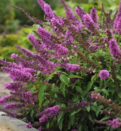 Buddleja davidii Free Petite 'Tutti Fruitti' - Dwergvlinderstruik
