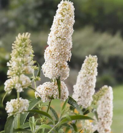 Buddleja davidii 'White Profusion' - Vlinderstruik