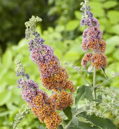 Buddleja weyeriana Flower Power - Vlinderstruik