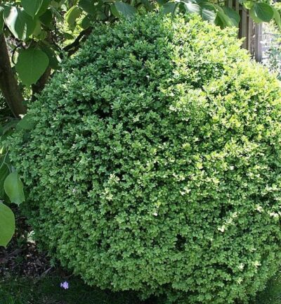 Buxus Bolvorm Ø 20cm -  Randpalm