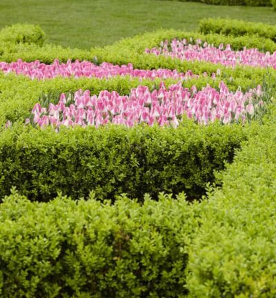 Buxus Sempervirens  -  Randpalm