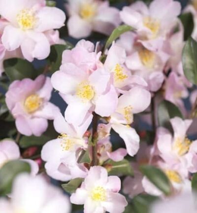 Camellia sasanqua 'Fairy Blush' - Camelia