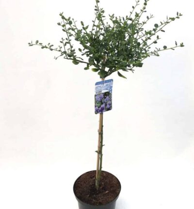 Ceanothus impressus 'Victoria' op stam 60cm - Amerikaanse Sering