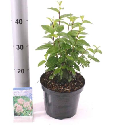 Ceanothus pallidus 'Pink Arrow' - Amerikaanse Sering