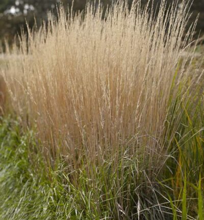 Calamagrostis acutiflora 'Karl Foerster' - Diamantgras