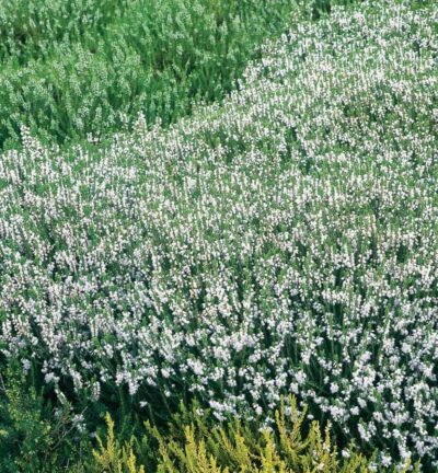 Calluna vulgaris 'Elegant Pearl' - Struikheide