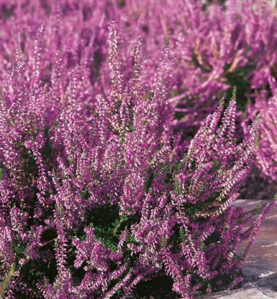 Calluna vulgaris 'Marleen' - Struikheide