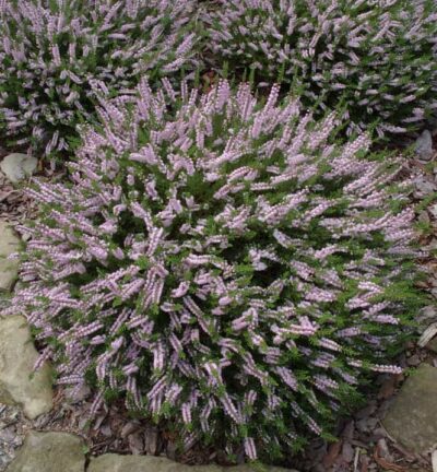 Calluna vulgaris 'Radnor' - Struikheide