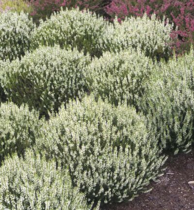 Calluna vulgaris 'Stefanie' - Struikheide
