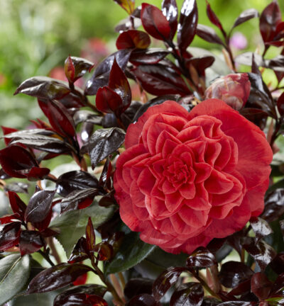 Camellia japonica 'Femme Fatale®' - Bonte Camelia