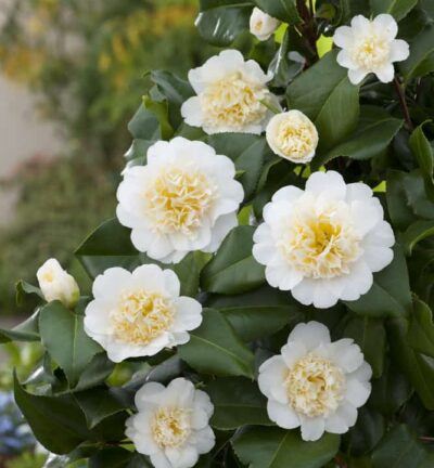 Camellia japonica 'Brushfield's Yellow' - Camelia