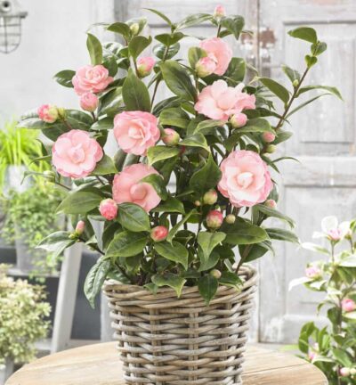 Camellia japonica 'Dazzling Pink' (=Kerguelen) - Bonte Camelia