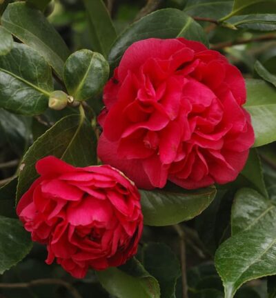 Camellia japonica 'Kramers Supreme' - Camelia