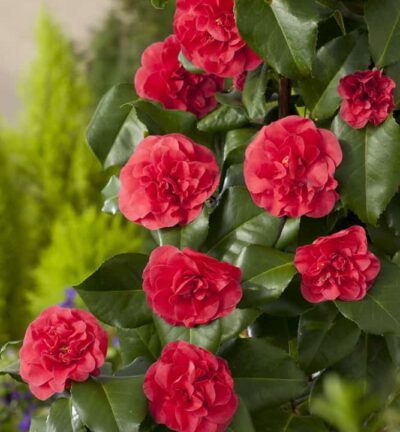 Camellia japonica 'Lady Campbell' - Camelia