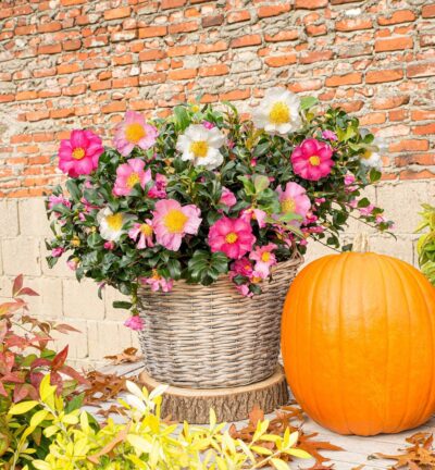 Camellia sas. 'Autumn Festival' - Camelia