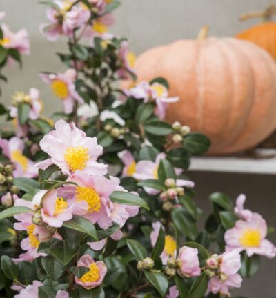 Camellia sas. Pink - Camelia