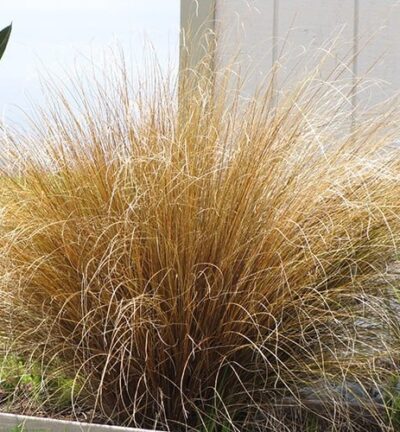 Carex buchananii 'Red Rooster' - Rode Zegge
