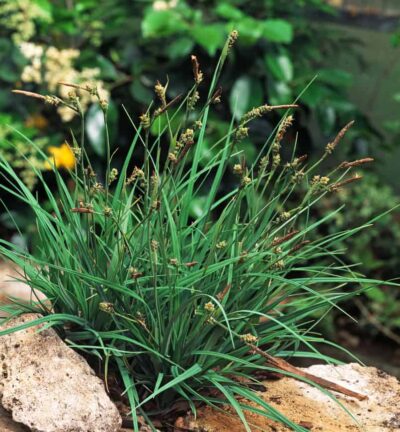 Carex 'Panicea' - Blauwe zegge