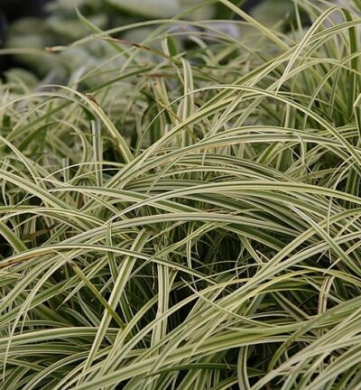 Carex ornithopoda 'Silver Sceptre' - Bonte zegge