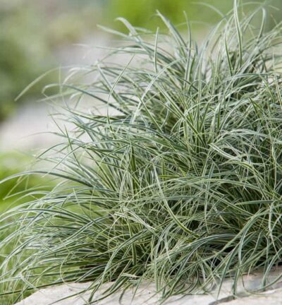 Carex conica 'Snowline' - Zegge