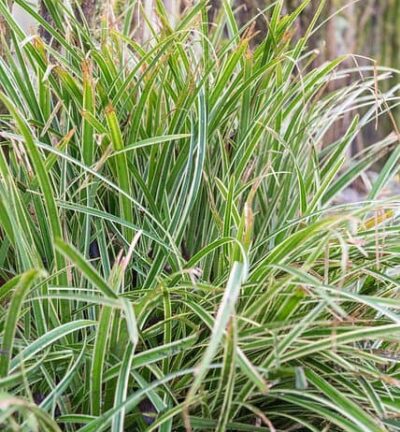 Carex morrowii 'Ice Dance' - Bonte Zegge
