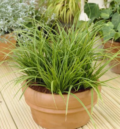 Carex morrowii 'Variegata' - Bonte Zegge