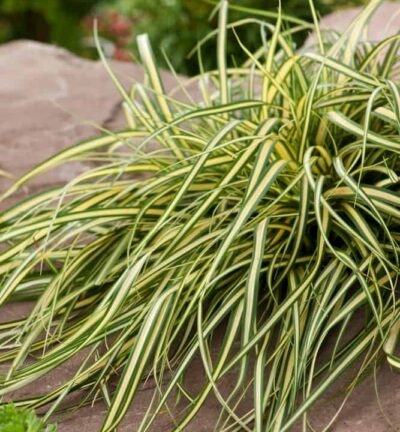 Carex oshimensis 'Evergold' - Zegge