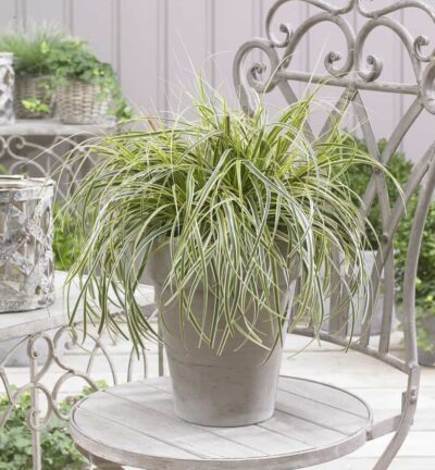Carex oshimensis 'Feather Falls' - Bonte Zegge