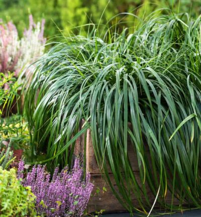 Carex oshimensis 'Ribbon Falls' - Zegge
