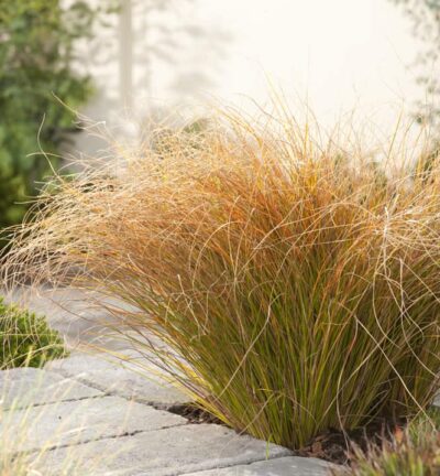 Carex testacea 'Prairie Fire' - Oranje Zegge