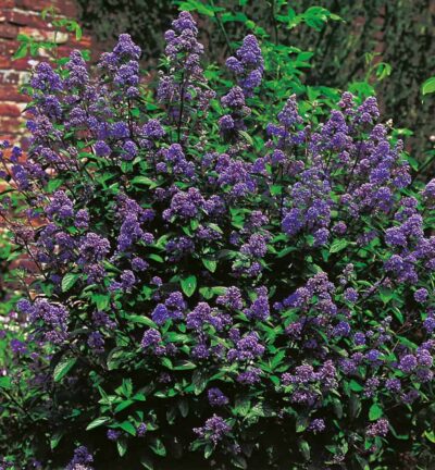 Ceanothus delilianus 'Henri Défossé' - Amerikaanse Sering