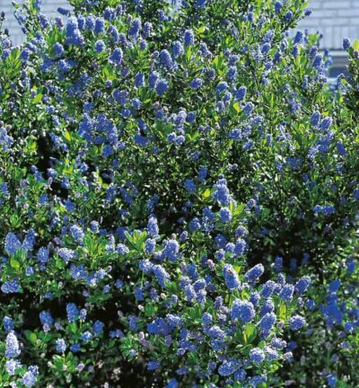 Ceanothus impressus 'Victoria' - Amerikaanse Sering