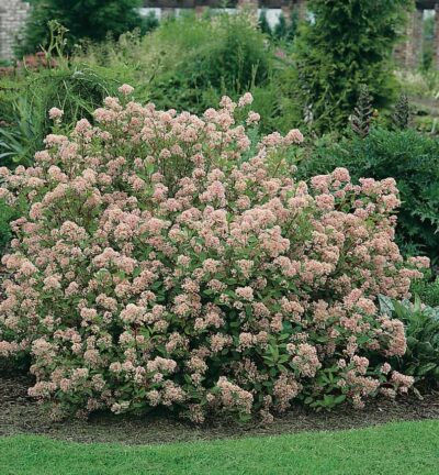 Ceanothus pallidus 'Marie Simon' - Amerikaanse Sering