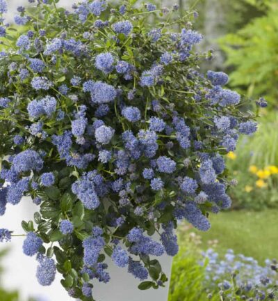 Ceanothus thyrsiflorus 'Repens' - Amerikaanse Sering