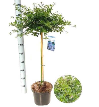 Ceanothus thyrsiflorus 'Repens' op stam 60cm - Amerikaanse Sering