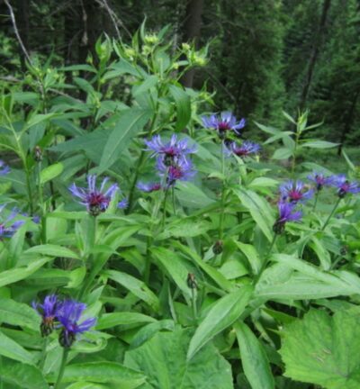 Centaurea Montana - Korenbloem