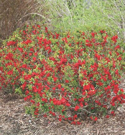 Chaenomeles speciosa 'Scarlet Storm' - Dwergkwee