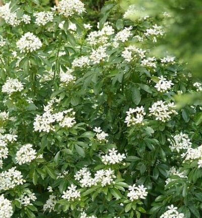 Choisya Ternata - Choisya