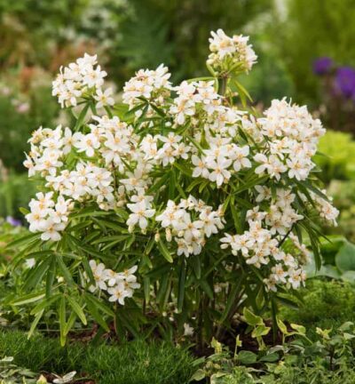 Choisya ternata 'Aztec Pearl' - Choisya