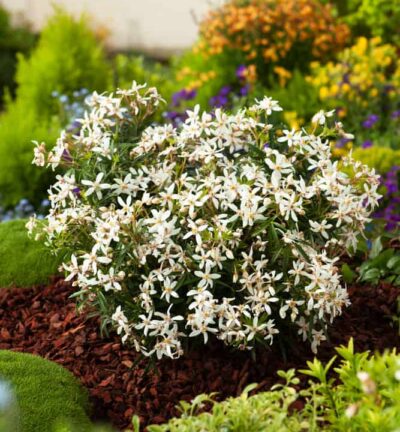 Choisya ternata 'White Dazzler' (=´Londaz´) - Choisya