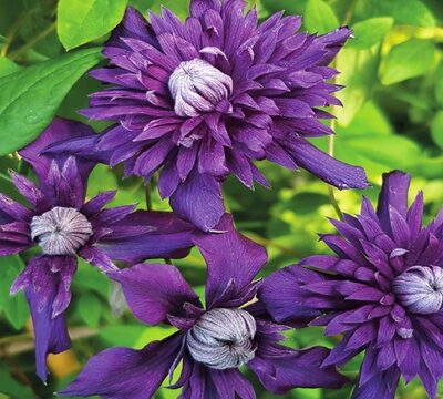 Clematis 'Ernest Darkham' - Bosrank
